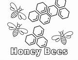 Honey Bees coloring Page  Download Print Or Color Online For Free sketch template