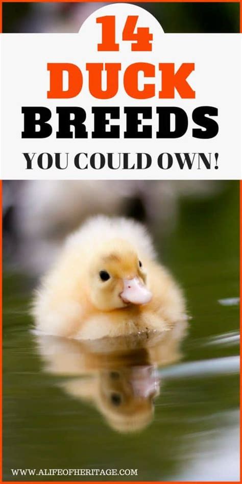 Duck Breeds: 14 Breeds YOU Could Own and Their Facts at a Glance