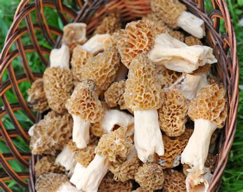 Morel Mushroom Spores in Sawdust Bag Garden Mushroom Seed - Etsy