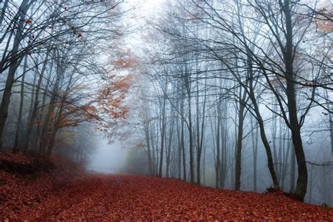 Foggy forest road stock image. Image of dreams, leaves - 111797745