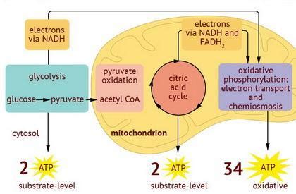 I NEED HELP PLEASE, THANKS! :) Respiration is a three-step process that breaks down glucose and ...