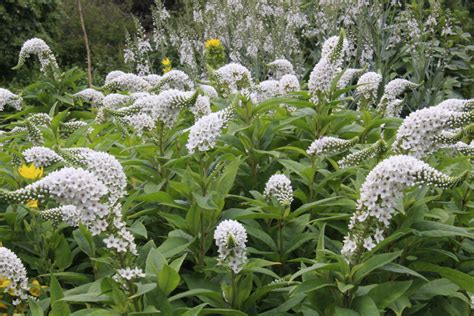 Lysimachia clethroides – Ballyrobert Gardens