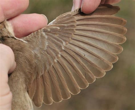 Nightingale wing outside | Flügel, Vögel