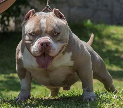 American Bully Dog Breed Facts, Information, Guide | Pets Nurturing