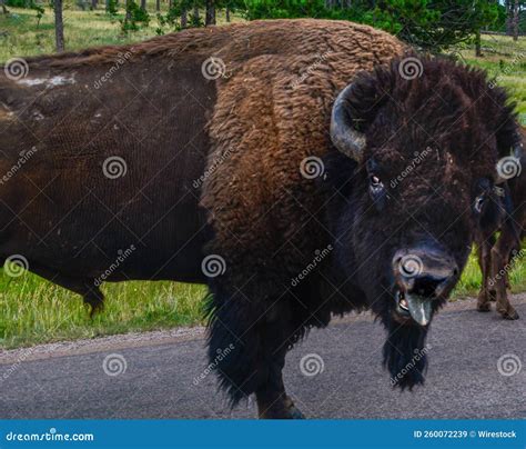 Closeup of a Plains Bison (Bison Bison Bison) Stock Image - Image of ...