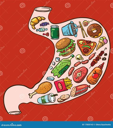 Fast food stomach stock vector. Illustration of coffee - 17850143