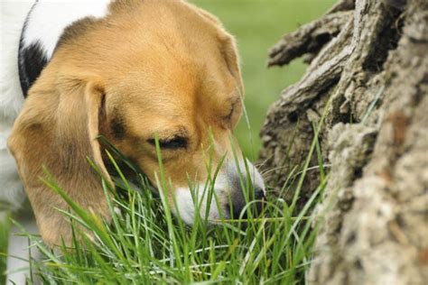 How Do You Stop A Puppy Eating Poop