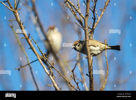 Sparrow nest building hi-res stock photography and images - Alamy