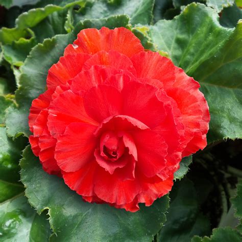 Begonia Nonstop® Red - Moss Greenhouses