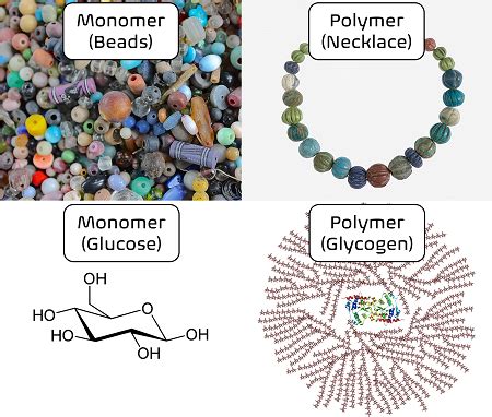 Describe the Relationship Between Monomers and Polymers - JosephkruwWard