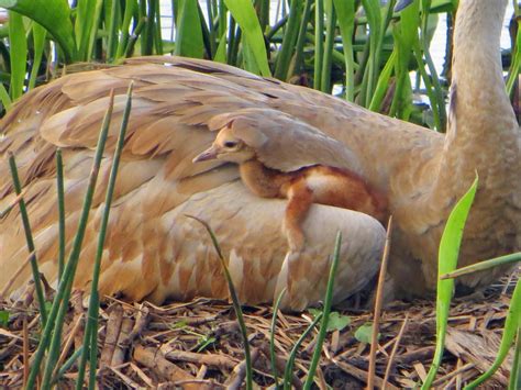 Sandhill Crane and her two chicks — TiTi McNeill