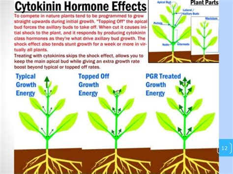 plant growth hormones(auxin and cytokinin)