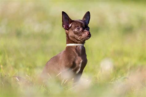 Brown Chihuahua: Facts, Traits, Genetics & FAQs (With Pictures)