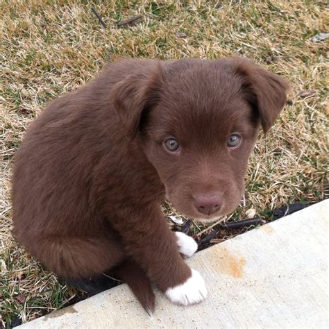 Chocolate Lab Shepherd Mix Puppies / Amelia - chocolate lab/australian ...