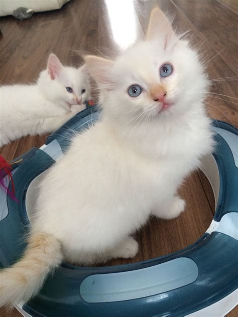 Stunning very rare cream point Ragdoll kitten!!! | Atherstone ...