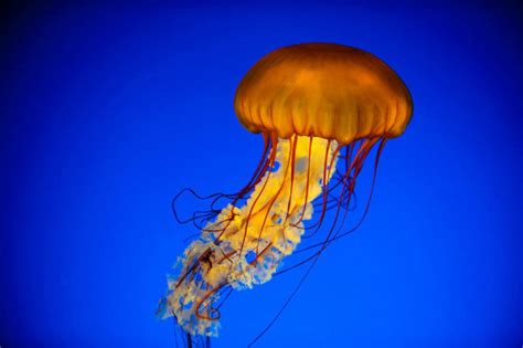 How Do Jellyfish Eat Food?, What Do They Eat? + How They Digest Food | 2024