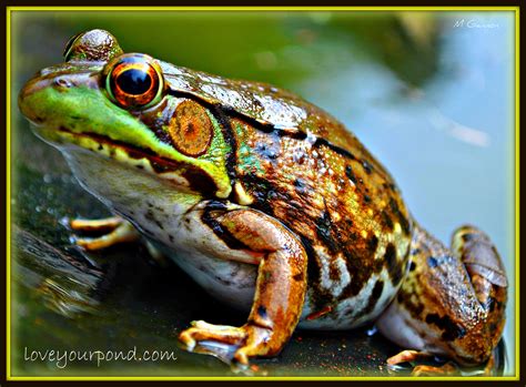 Japanese Koi & Garden Pond Fish Guide in New Jersey | Full Service Aquatics