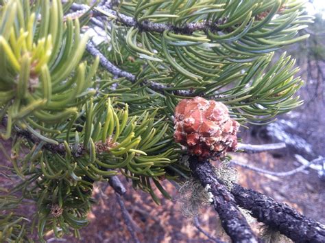 Strawbale Adventures: Pine Nuts