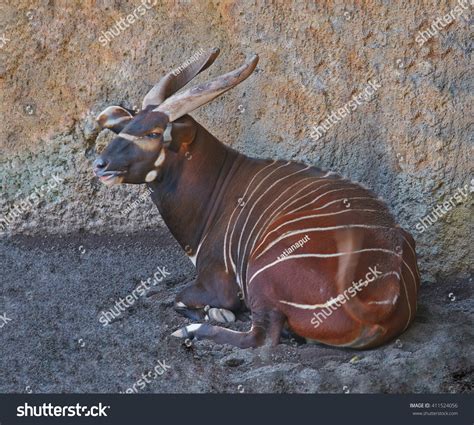 Mindoro Dwarf Buffalo Bubalus Mindorensis Resting Stock Photo 411524056 ...