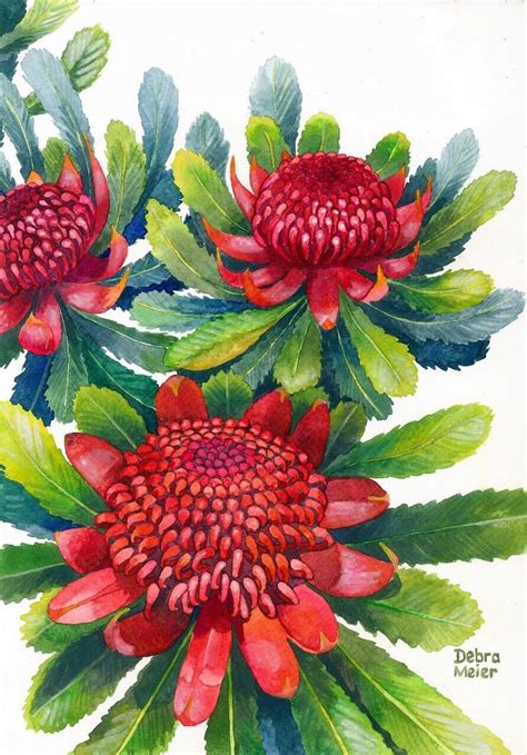 Red Waratah print Australian native art print Native flower | Etsy