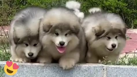 Baby Alaskan Malamute Puppies Running😍Funny And Cute Puppies ...