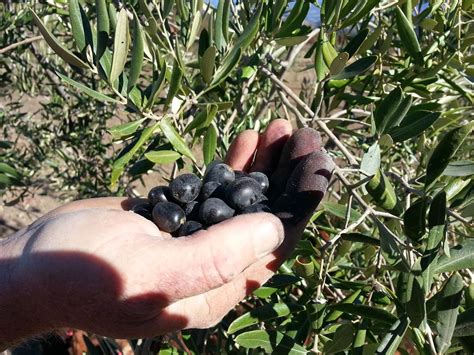 Rudd Farms: Hand picked olives this past Sunday.