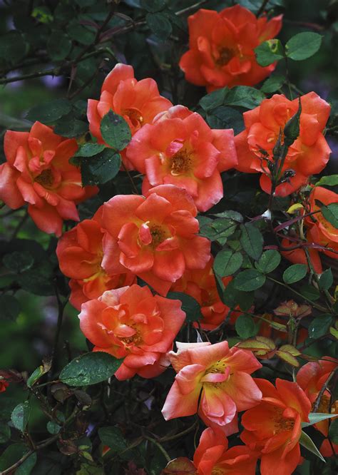 9 Great Varieties of Climbing Roses