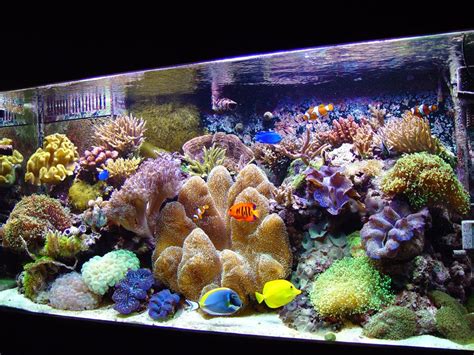 Saltwater Aquascape | Reef tanks and setups! | Pinterest