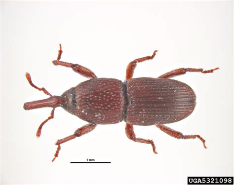 granary weevil (Sitophilus granarius (Linnaeus, 1758))