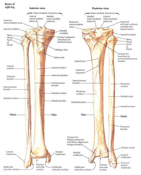 Diagram Of Tibia And Fibula