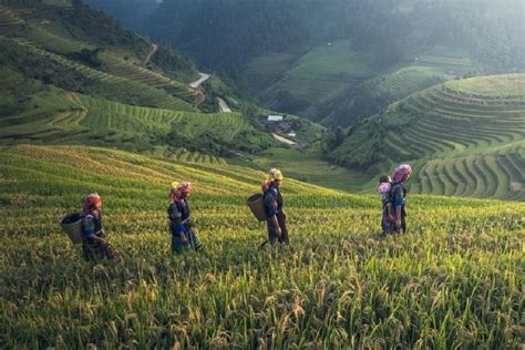 Contoh Ekosistem Buatan, dari Sawah hingga Pemukiman - Varia Katadata.co.id