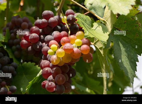 Tuscany; wine; grapes Stock Photo - Alamy