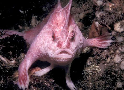 Most Amazing Facts About Strange Fish Species in the World