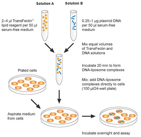 Chemical & Viral Transfection Methods | 应用与技术 | Bio-Rad