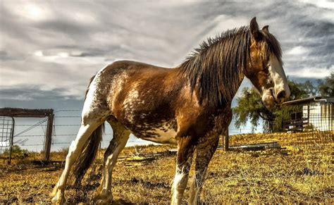 Thousands Of Wild Horses To Be Shot In Australia, Here's Why