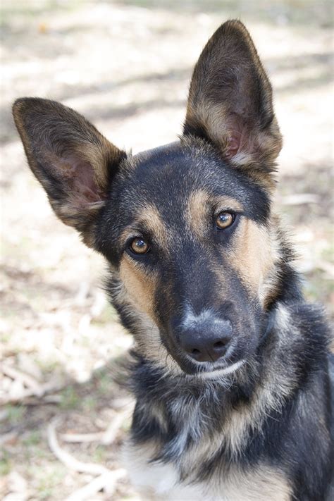 Spot - Medium Female Australian Cattle Dog x German Shepherd Mix Dog in QLD - PetRescue