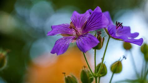 Download Flower Macro Nature Geranium 4k Ultra HD Wallpaper