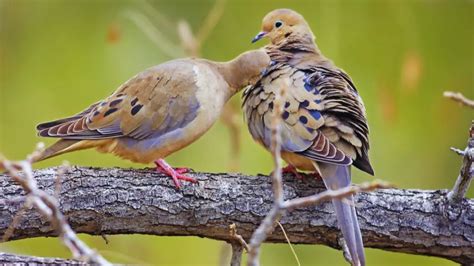 5 Surprising Meanings Behind Mourning Dove Symbolism - Chirper Birds