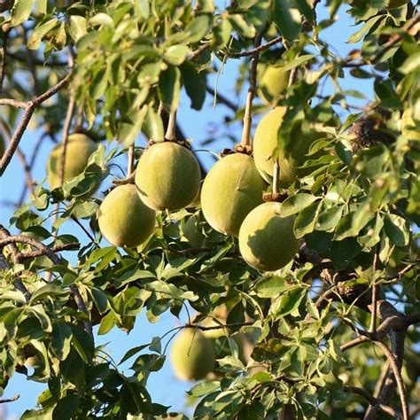 What is Baobab Fruit and its Benefits | Balcony Garden Web