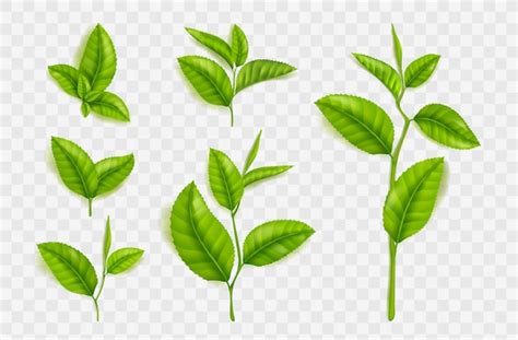 Free Vector | Realistic tea leaves and stems isolated vector set