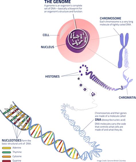 Understanding Genomics, What is Genomics / Genome - Genome BC