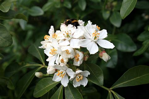 Gardening 101: Mexican Orange Blossom - Gardenista