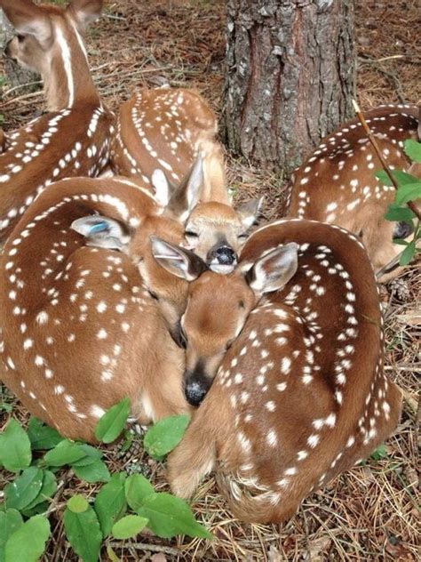 Amazing group of deer fawns sleeping in a group so closely that their spots seem to merge with ...