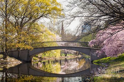 Spring on the Charles River Esplanade Photograph by Susan Cole Kelly ...