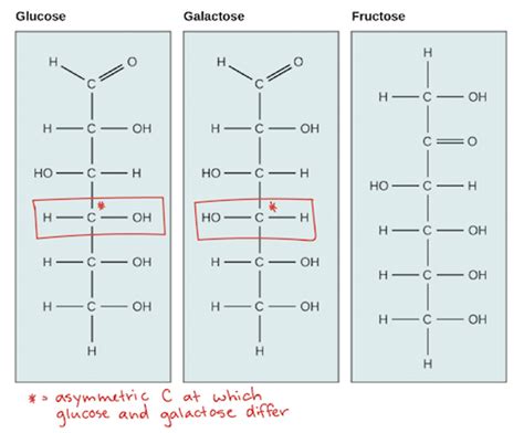 Chemical Makeup Of Glucose And Starch - Mugeek Vidalondon