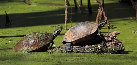 Amazing Animals Make the World Records Book | Engoo Daily News