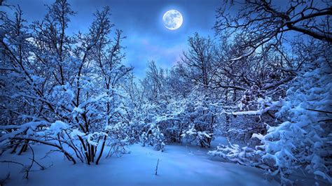 Snow Forest Night Wallpapers - Top Free Snow Forest Night Backgrounds - WallpaperAccess