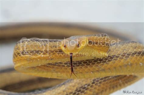 Yellow Rat Snake — Digital Grin Photography Forum