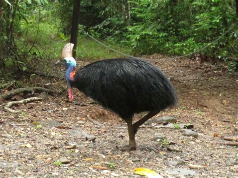 Cassowary Claw