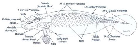 Manatees About Manatees